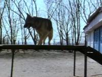 Собачья жизнь